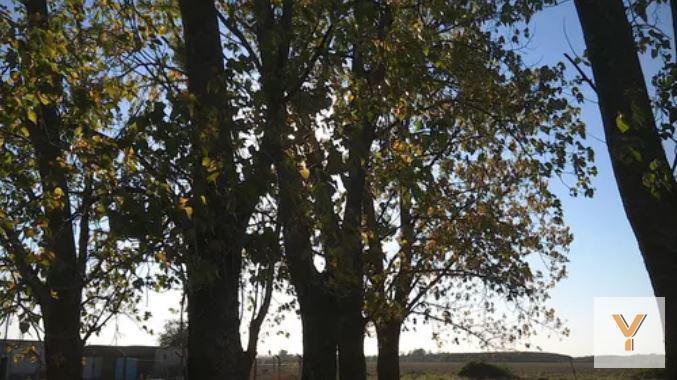 Campo · 1ha