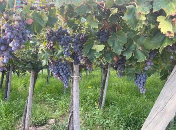 Campo · 28ha · Venta de Finca en San Martin