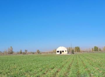 Campo · 25ha · Finca de 25 Ha en Producción de Ajo