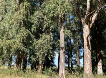 Terreno , Marcos Paz · Campo en Marcos Paz Lote 10000 m², 1 Hectárea