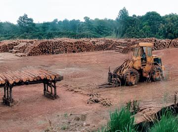 Sector A: sup 1600 m2. Para acopio de rollos de madera · Planta Industrial Maderera Multipropósito Infraestructura de Alta Potencia, en San Ignacio, Misiones
