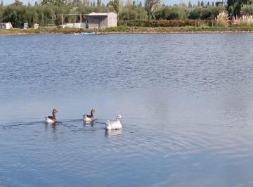 Campo · 60ha · Venta Finca Orgánica Premium 60 Ha Maipú Mendoza