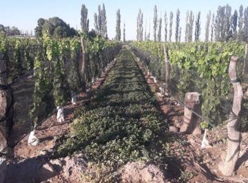 Campo · 45ha · Venta Finca 8 Ha – Cuadro Nacional, San Rafael Mza