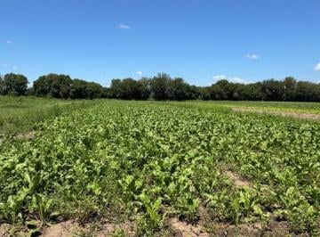 Campo · 7ha · Venta 6.5 Ha Trabajadas Colonia Caroya
