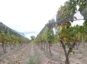 Campo · 25ha · Vente de Finca 25 Ha Campo Vidal Tupungato