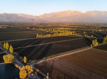 Campo · 150ha · Venta Finca 11 Hcts, 1ra Zona La Consulta, Mendoza