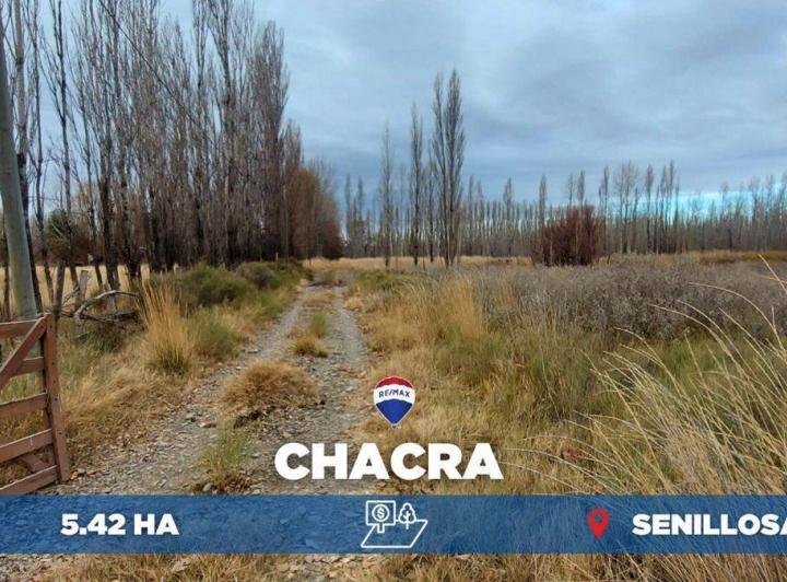 Campo · 5ha