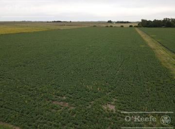 Campo · 120m² · 3 Ambientes · Campo en Venta 360 Has en Bavio. Suelo 80 % Agrícola.
