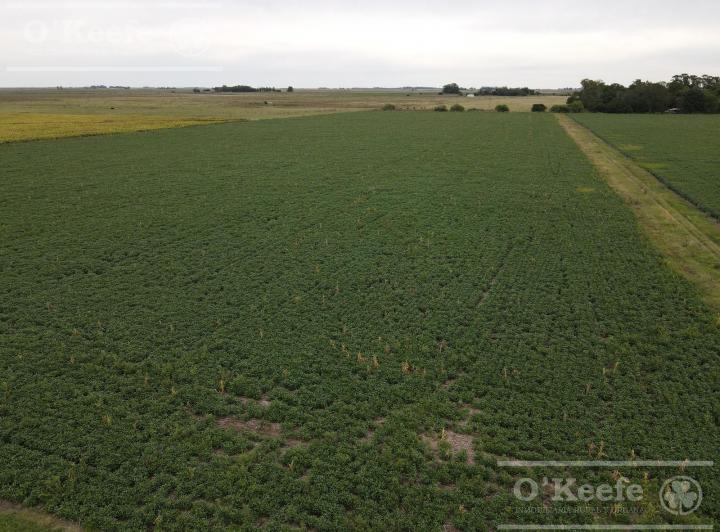 Campo · 120m² · 3 Ambientes