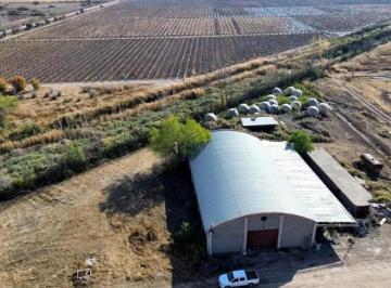 Campo , Tres de Mayo · Finca 74ha con Chalet, Galpones, Uva Arizul y Syrah - Lavalle