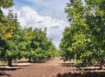 Campo · 100ha · Venta Finca 14 Has Nogales San Carlos Valle de Uco