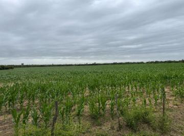 Campo , Cañada de Río Pinto · Oportunidad!campo Agrícola de 36 Hectáreas en Venta – Cañada de Río Pinto, Córdoba