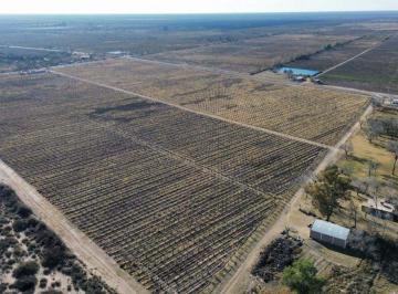 Campo , Santa Rosa · Finca Esquina en Venta – Santa Rosa, Mendoza