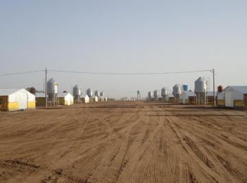 Campo · 60000m² · 15 Ambientes · Campo en Venta - 250.000 m² - Granja La Carmencita