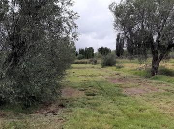Campo · 5ha · Venta de Terreno Financiado (4.5 Ha) en Maipu