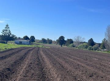 Campo · 35ha · Venta de Chacra de 11 Hectáreas Montevideo Rural