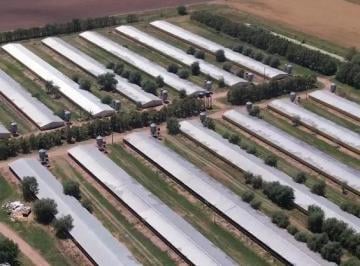 Campo · 60000ha · 11 Dormitorios · Campo en Pedernales Establecimiento Avicola Habilitado