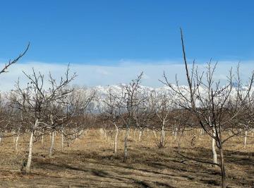 Campo · 33ha · Finca de Nogales a La Venta en Tupungato, Mendoza