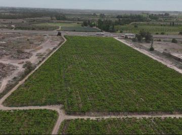 Terreno · 115000m² · Venta Finca Lindante Pasip Palmira Mendoza