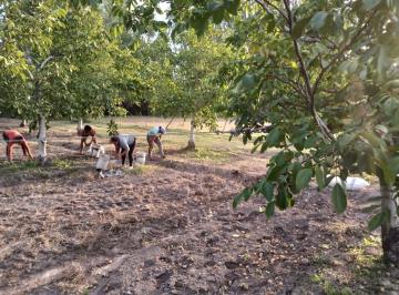 Campo · 47ha · Venta de Finca Productiva en Colonia Las Rosas 4ha