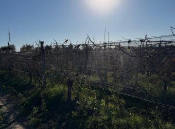 Campo · 22ha · Finca en Producción Junín Mendoza