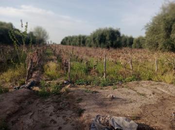 Campo · 13ha · Finca en Venta – Fray Luis Beltrán, Maipú, Mendoza