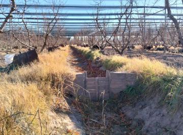 Campo · 229ha · Venta Finca Productiva, General Alvear, Mendoza