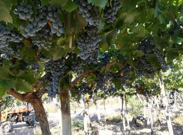 Campo · 60ha · Venta Magnifica Finca 8has Barrancas Maipu