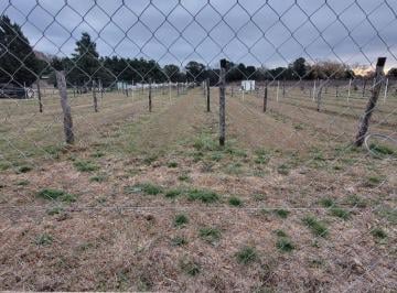 Campo · 300m² · 5 Ambientes · Venta Finca con Viñedo Colonia Caroya
