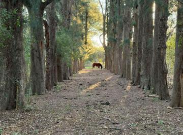 Campo · 8ha · Venta 7.8 Ha/para Pastura a 4 Km del Asfalto