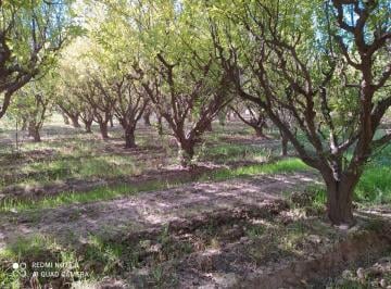 Campo · 11ha · Finca Membrillera en Lavalle