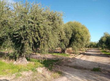 Terreno · 6673m² · Terreno en Venta en Russell Maipu Mendoza