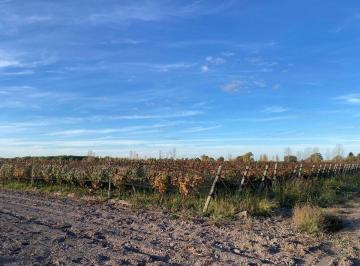 Campo · 100ha · Fincas Productivas Sobre Ruta 40 - Uco
