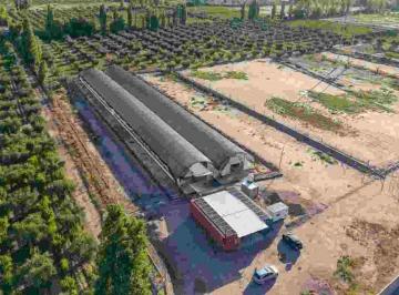 Campo · 2000ha · Inversión Campo Invernáculo y Olivos Maipú Ruta 60