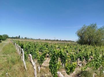 Campo · 200ha · Venta Finca Vitícola en Chachingo 13 Ha
