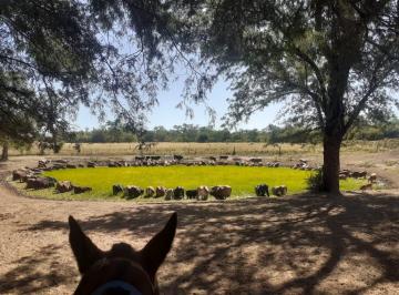 Terreno , Otro · Campo en El Impenetrable
