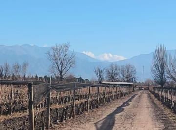 Campo · 146ha · Finca 18 Has con Viñedos en Venta en Valle de Uco