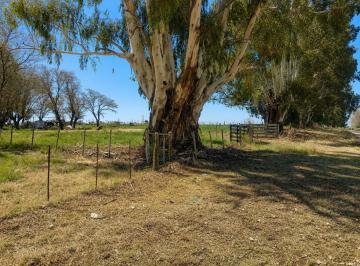 Campo · 11ha · Chacra Calle Pincen - Miguel Riglos