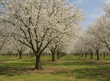 Campo · 2980000m² · Campo Mixto en Venta Alvarez Jonte - Nuez Pecán