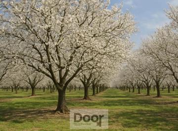 Campo · 2980000m² · Campo Mixto en Venta Alvarez Jonte - Nuez Pecán