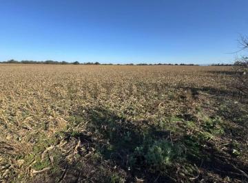 Campo · 194m² · Unico Usd 8800/ha Campo 59 Ha Aptitud Suelo Mixto Escritura