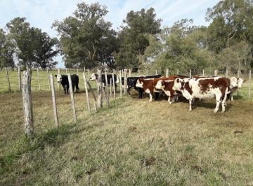Campo · 119m² · 1 Ambiente · Campo Mixto de 120 Hectáreas en del Carril Pdo de Saladillo