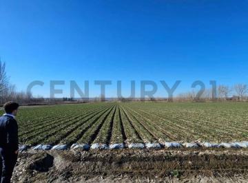 Campo · 2m² · Finca en Venta | 2 Hectáreas | Tupungato, Mendoza