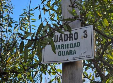 Campo · 42ha · Venta de Chacra con Almendros 42 Ha - Sgto. Vidal