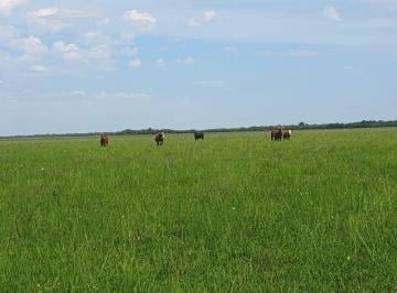 Campo · 575ha · Campo Ganadero de 575 Has en San Javier