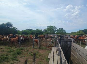 Campo · 1097ha · Campo Ganadero de 1097 Has en San Javier