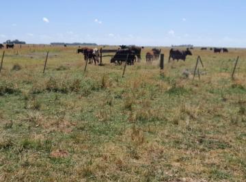 Campo · 1250000ha · 2 Dormitorios · Campo en Dolores