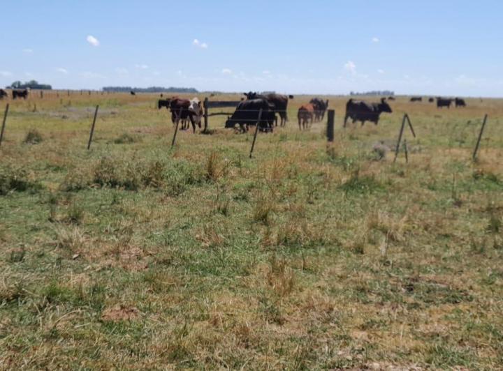 Campo · 1250000ha · 2 Dormitorios
