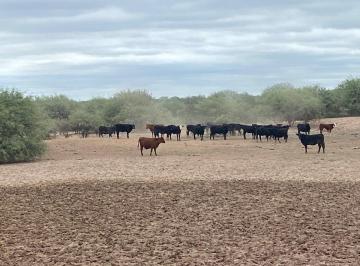 Campo · 6056ha · Campo en Venta - Cuadro Nacional - San Rafael