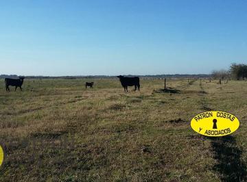 Campo · 860000ha · Venta Campo 86 Ha en Gral. Rodríguez